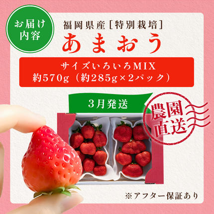 福岡県篠栗町のふるさと納税 福岡県産 特別栽培 あまおう サイズいろいろMIX 約570g（約285g×2パック）【3月発送】　農園直送 アフター保証 先行予約 福岡産 送料無料 ケーキ ギフト お祝い 限定 季節限定 UN006