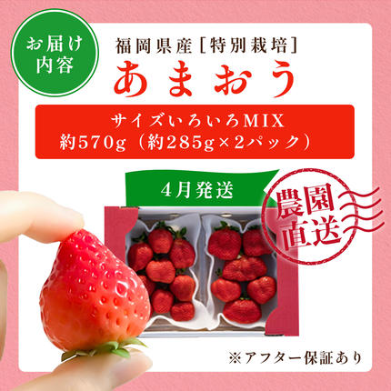 福岡県篠栗町のふるさと納税 いちご 福岡県産 特別栽培 あまおう サイズいろいろMIX 約570g（約285g×2パック）【4月発送】　農園直送 アフター保証 先行予約 福岡産 送料無料 ケーキ ギフト お祝い 限定 季節限定 UN007