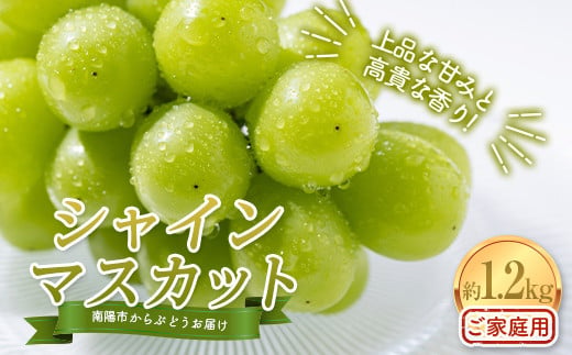 山形県南陽市のふるさと納税 【令和8年産先行予約】〈家庭用〉 シャインマスカット 約1.2kg (2～3房) 《令和8年10月上旬～発送》 『紺野農園』 山形県 南陽市 [1914-R8]