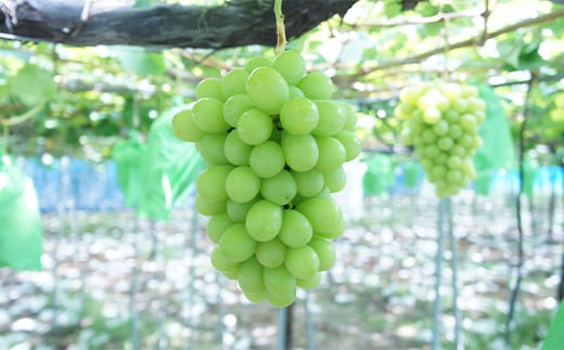 山形県南陽市のふるさと納税 【令和8年産先行予約】〈家庭用〉 シャインマスカット 約1.2kg (2～3房) 《令和8年10月上旬～発送》 『紺野農園』 山形県 南陽市 [1914-R8]