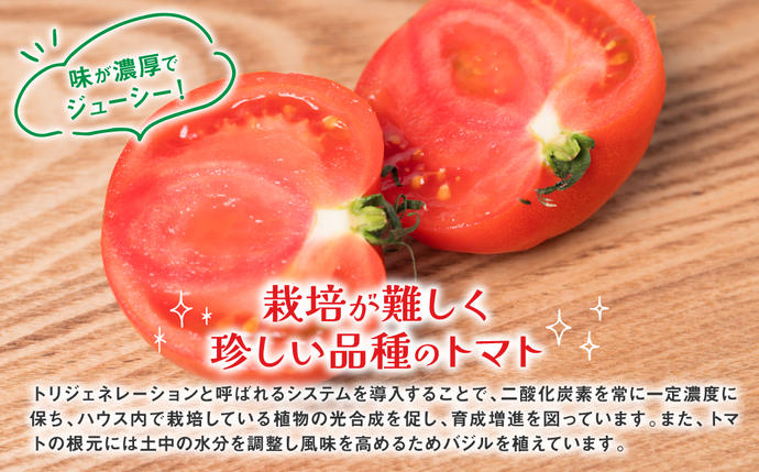 熊本県八代市のふるさと納税 最高峰 トマト 極 800g 八代市産 宮島農園 甘い 野菜 やさい