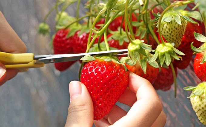 長野県駒ヶ根市のふるさと納税 南信州産「いちご」 (300g×4パック)　【ヨッシャア駒ヶ根】 果物類 苺 イチゴ