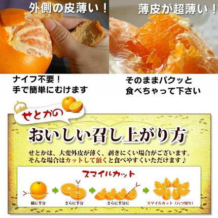 鹿児島県日置市のふるさと納税 No.211 ＜先行予約受付中！2026年2月下旬～3月下旬までの間に発送＞みかんの大トロ！幻の柑橘「せとか」(約3kg) みかん ミカン 柑橘 せとか 青果 果実 鹿児島 常温 常温保存【黒川農園】