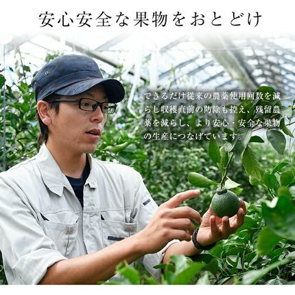 鹿児島県日置市のふるさと納税 No.211 ＜先行予約受付中！2026年2月下旬～3月下旬までの間に発送＞みかんの大トロ！幻の柑橘「せとか」(約3kg) みかん ミカン 柑橘 せとか 青果 果実 鹿児島 常温 常温保存【黒川農園】