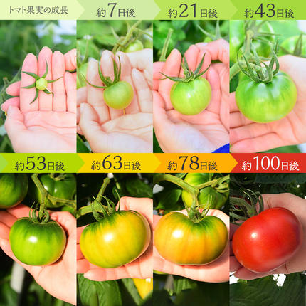 茨城県筑西市のふるさと納税 てるて姫 小箱 約800g × 1箱 【7～13玉/1箱】 2026年産 てるてひめ 糖度9度 以上 スーパーフルーツトマト 野菜 フルーツトマト フルーツ トマト とまと [AF070ci]