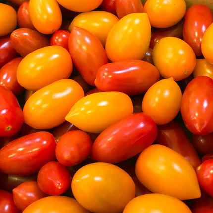 スーパーフルーツ ミニトマト 約1kg 2026年産 野菜 フルーツトマト