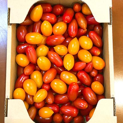 スーパーフルーツ ミニトマト 約1kg 2026年産 野菜 フルーツトマト