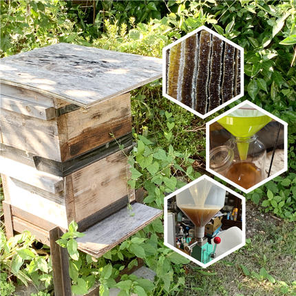 島根県邑南町のふるさと納税 日本ミツバチ　ひでちゃんの蜂蜜