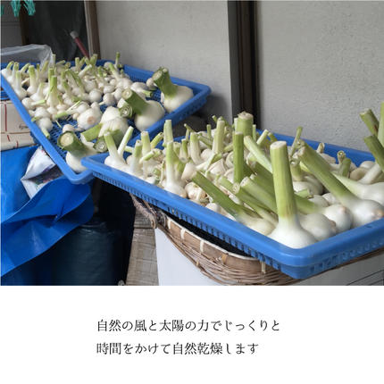 島根県邑南町のふるさと納税 【先行予約】ひでちゃんのジャンボニンニク（バラ）1kg