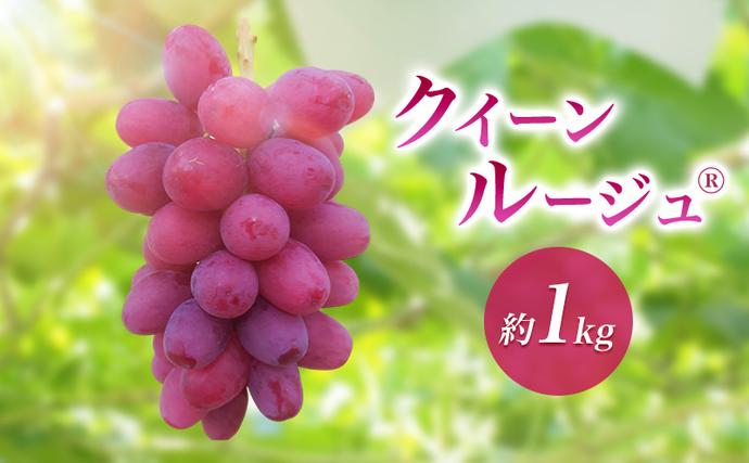 2026年産クイーンルージュ(R)約1kg 果物 葡萄 ぶどう 赤ぶどう