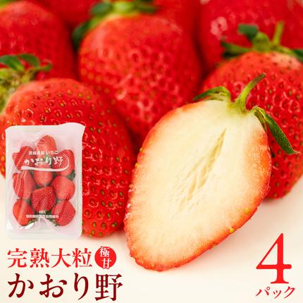 茨城県桜川市のふるさと納税 【 2026年1月上旬発送開始 】 完熟 かおり野 260g×4P 国産 いちご イチゴ 苺 果物 フルーツ 茨城県産 KEK 果物 フルーツ [BC032sa]