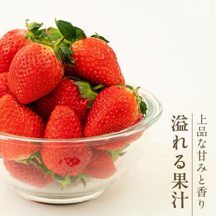 茨城県桜川市のふるさと納税 【 2026年1月上旬発送開始 】 完熟 かおり野 260g×4P 国産 いちご イチゴ 苺 果物 フルーツ 茨城県産 KEK 果物 フルーツ [BC032sa]