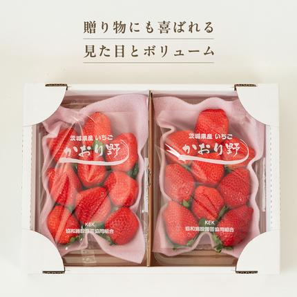 茨城県桜川市のふるさと納税 【 2026年1月上旬発送開始 】 完熟 かおり野 260g×4P 国産 いちご イチゴ 苺 果物 フルーツ 茨城県産 KEK 果物 フルーツ [BC032sa]