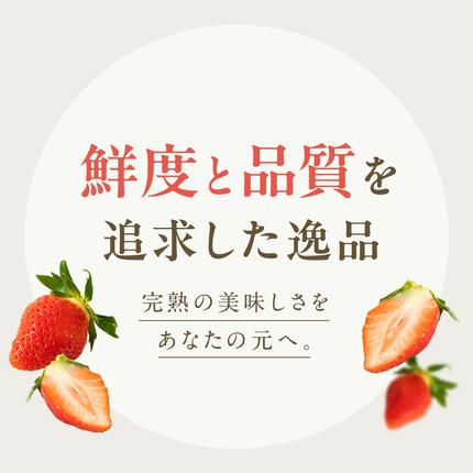 茨城県桜川市のふるさと納税 【 2026年1月上旬発送開始 】 完熟 かおり野 260g×4P 国産 いちご イチゴ 苺 果物 フルーツ 茨城県産 KEK 果物 フルーツ [BC032sa]