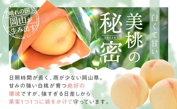 岡山県里庄町のふるさと納税 桃 2026年 先行予約 白桃 3玉 合計約800g もも モモ 岡山県産 国産 フルーツ 果物 ギフト
