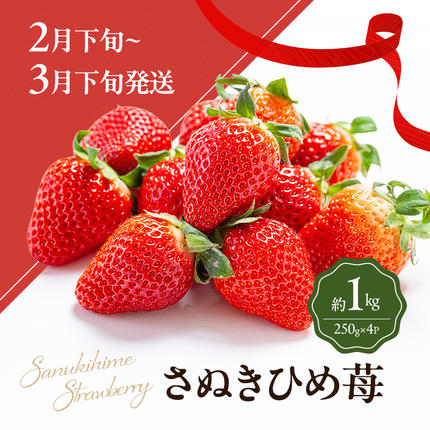 香川県東かがわ市のふるさと納税 数量限定！讃岐のフルーツ定期便（全3回）【さぬきひめ苺】【温室シャインマスカット 】【温州みかん】