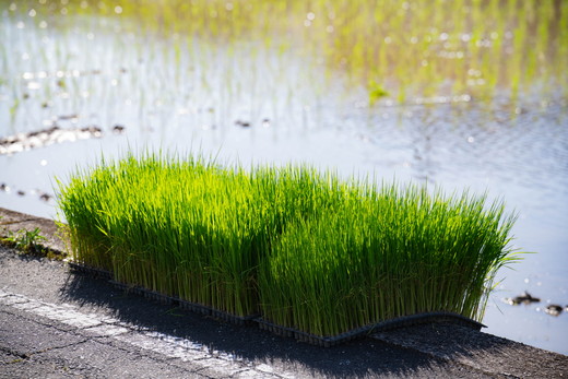 愛媛県鬼北町のふるさと納税 【令和8年産新米】【先行予約】谷口さん家のコシヒカリ 5kg | ご飯 白米 お米 5kg 令和8年産 精米済み 愛媛県鬼北町 ※離島への配送不可 ※2026年9月頃より順次発送予定