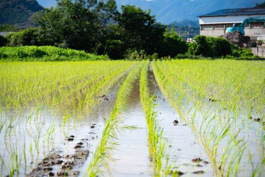 愛媛県鬼北町のふるさと納税 【令和8年産新米】【先行予約】谷口さん家のコシヒカリ 5kg | ご飯 白米 お米 5kg 令和8年産 精米済み 愛媛県鬼北町 ※離島への配送不可 ※2026年9月頃より順次発送予定