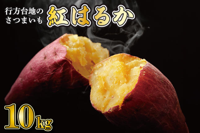 【2026年4月中旬より順次発送】★訳あり