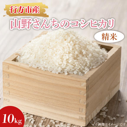 茨城県行方市のふるさと納税 ★令和7年度産★山野さんちのコシヒカリ 10kg(精米)｜米 お米 こめ こしひかり コシヒカリ 令和7年産 R7年産 精米 茨城県 行方市(BR-7-1)