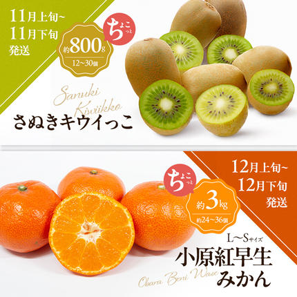 香川県東かがわ市のふるさと納税 讃岐のちょこっとフルーツ定期便（全8回）【香緑キウイ】【さぬきひめ苺】【デコポン】【なつたより(びわ)】【さぬきの桃】【さぬきゴールドキウイ】【さぬきキウイっこ】【小原紅早生みかん】
