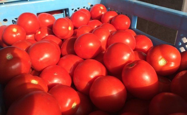 北海道沼田町のふるさと納税 トマトジュース（有塩缶）　30缶 n-0008