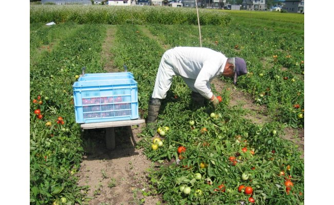 北海道沼田町のふるさと納税 トマトジュース（有塩缶）　30缶 n-0008