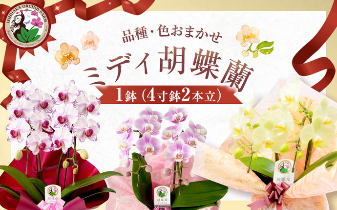 ミディ胡蝶蘭 4寸鉢 2本立 1鉢[品種や色の選択はおまかせ]/ 石原洋蘭園 / 山梨県 中央市