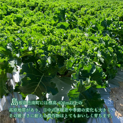 島根県邑南町のふるさと納税 カリーノケール1kg　6月よりお届け