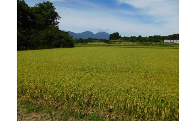 長野県小諸市のふるさと納税 小諸 御牧ヶ原産 こしひかり 10kg　長野 信州 コシヒカリ 精米 美味しいお米 お取り寄せ おこめ 白米