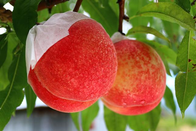 山梨県富士河口湖町のふるさと納税 ＜26年発送先行予約＞【訳あり】河口湖で初の桃栽培！オリジナルブランド富士桃『訳あり』(約３キロ) FAH001