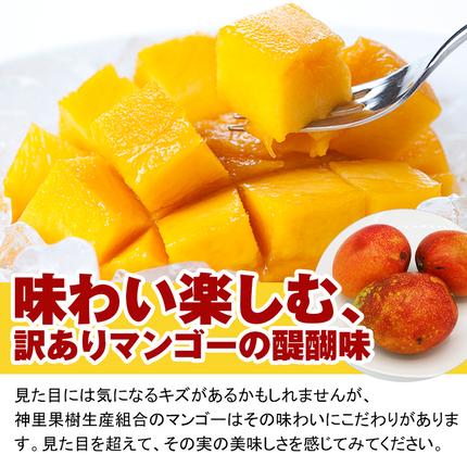 沖縄県南風原町のふるさと納税 【訳あり】2026年発送　生産組合から直送　神里マンゴー1.5kg