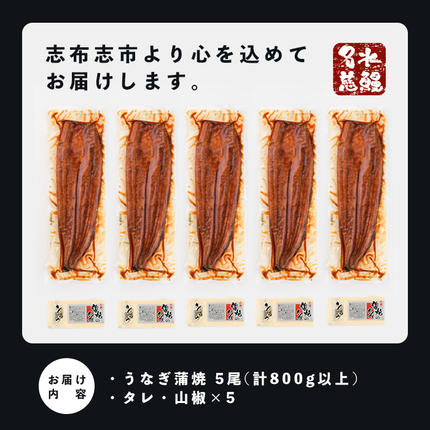 鹿児島県志布志市のふるさと納税 【志布志市制20周年記念】【10営業日以内に発送】鹿児島県産うなぎ蒲焼 名水慈鰻 5尾＜計800g以上＞ b8-043