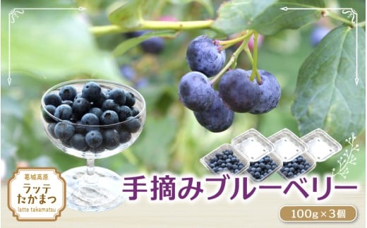 手摘みブルーベリー 7月末頃〜8月末頃 100g×3個 / 葛城 高原 牧場 [latt029]