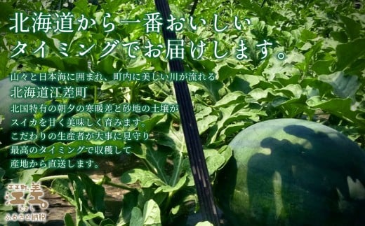 北海道江差町のふるさと納税 【2026年8月下旬発送開始】【訳あり】北海道産 黒皮 深味すいか  中玉 5.5kg以上 1玉  有機農産物（JAS認証）　高糖度　化学農薬不使用　オーガニック　有機農業　スイカ　すいか　西瓜　 高級西瓜　黒皮すいか　黒玉スイカ　フルーツ　果物　くだもの 　B品　規格外