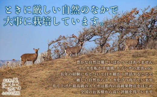 北海道江差町のふるさと納税 【2026年8月下旬発送開始】【訳あり】北海道産 黒皮 深味すいか  中玉 5.5kg以上 1玉  有機農産物（JAS認証）　高糖度　化学農薬不使用　オーガニック　有機農業　スイカ　すいか　西瓜　 高級西瓜　黒皮すいか　黒玉スイカ　フルーツ　果物　くだもの 　B品　規格外