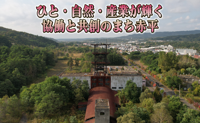北海道赤平市のふるさと納税 大輪ピンク系胡蝶蘭1本立て 胡蝶蘭 花 ギフト プレゼント お祝い 贈り物  インテリア 植物