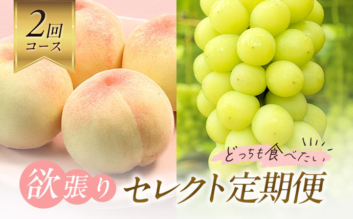 【2026年先行予約】 桃 ぶどう 欲張り