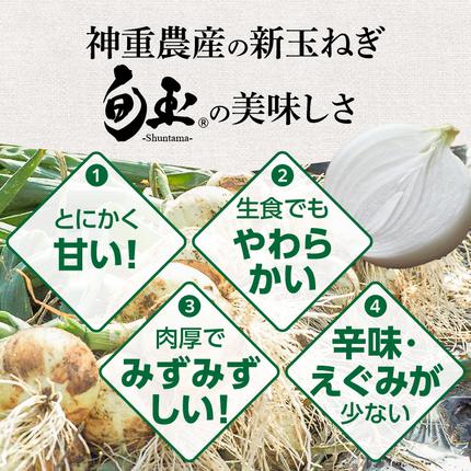 愛知県碧南市のふるさと納税 (2026年発送)【お試し】新玉ねぎ 生がおいしい 神重農産のブランド玉ねぎ「旬玉」3kg ブランド玉ねぎ 玉ねぎ 国産 愛知県産 野菜 やさい 農家直送 畑直送 旬 期間限定 たまねぎ 先行予約 旬 特産 高評価 高リピート 人気 H105-174