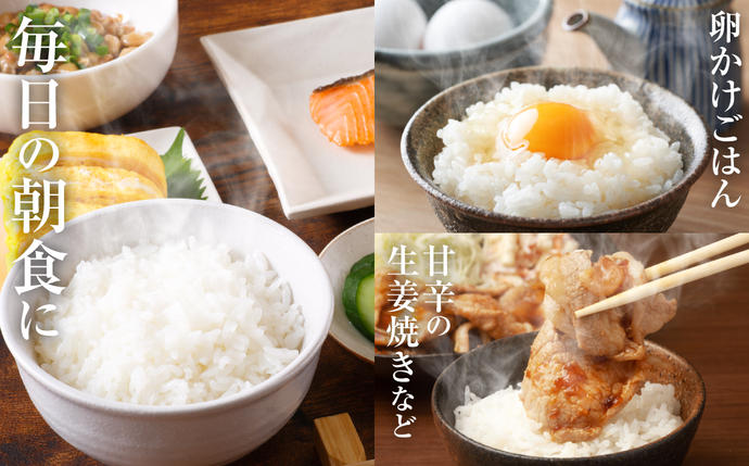 熊本県八代市のふるさと納税 【令和7年産】 熊本県産 くまさんの輝き 5kg (5kg×1袋) 米 お米 精米 白米 ごはん ご飯 熊本県 八代市