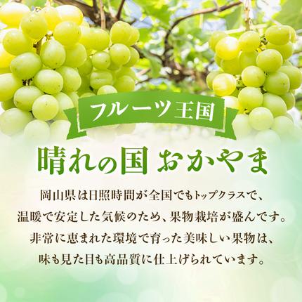 岡山県瀬戸内市のふるさと納税 【2026年先行受付】 シャインマスカット 晴王 秀品 約600g 1房 岡山県産 ぶどう 葡萄 ブドウ 御中元 ギフト 御礼 プレゼント 御礼 御祝 御供 果物 くだもの フルーツ