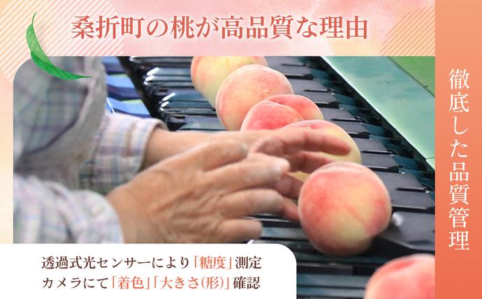 福島県桑折町のふるさと納税 No.138 もも【川中島白桃・2026年産先行受付】特秀1.5kg　桑折町産　JAふくしま未来　桃