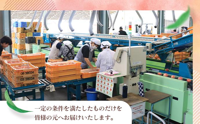 福島県桑折町のふるさと納税 No.138 もも【川中島白桃・2026年産先行受付】特秀1.5kg　桑折町産　JAふくしま未来　桃