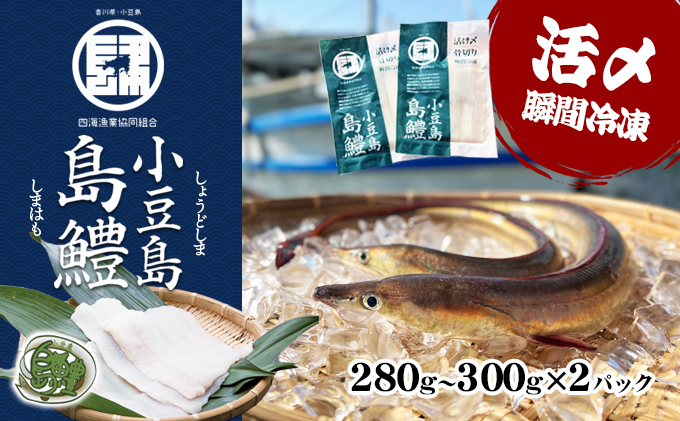 香川県土庄町のふるさと納税 【 小豆島 】テレビで紹介されました！『小豆島島鱧』活け締め骨切り瞬間冷凍 新鮮 海の幸 ハモ