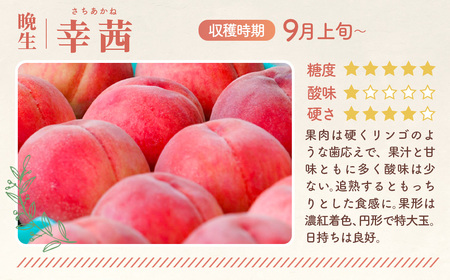 福島県桑折町のふるさと納税 No.139 もも【幸茜・2026年産先行受付】特秀1.5kg　桑折町産　JAふくしま未来　桃