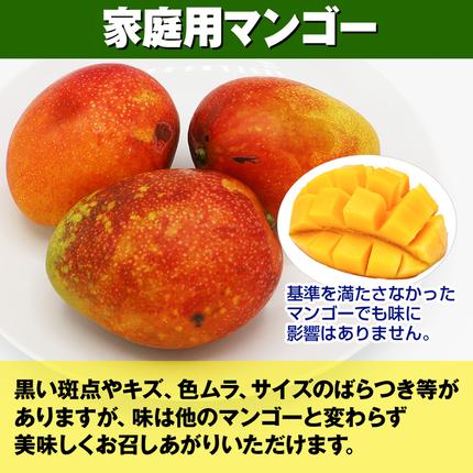 沖縄県南風原町のふるさと納税 【2026年発送】濃厚なアーウィンマンゴー1.5kg　家庭用