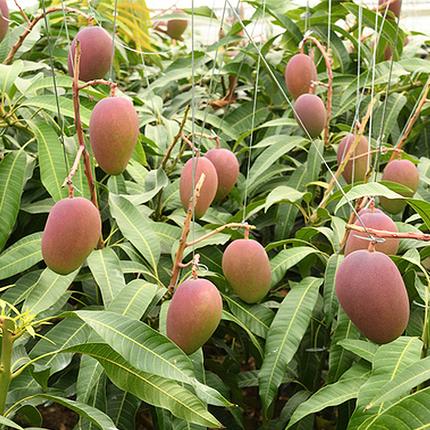 沖縄県南風原町のふるさと納税 【2026年発送】濃厚なアーウィンマンゴー1.5kg　家庭用