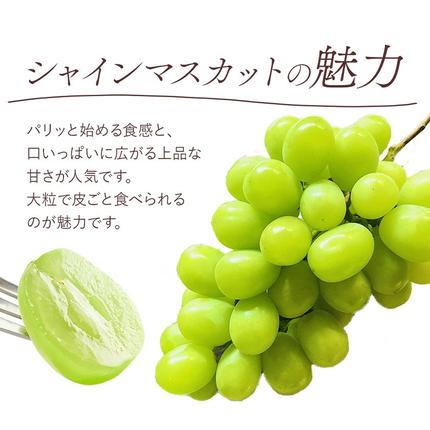 岡山県浅口市のふるさと納税 【先行予約】清水 白桃 3玉 計約900g（1玉約300g）シャインマスカット 晴王 1房 550g以上 もも 葡萄 詰合せ 岡山 国産 フルーツ 果物 ギフト 桃茂實苑《7月中旬-8月上旬頃出荷》岡山県 浅口市 フルーツ ぶどう 桃 果物 青果【配送不可地域あり】