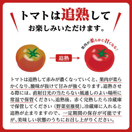 茨城県筑西市のふるさと納税 スーパーフルーツトマト 中箱 約1.2kg × 1箱 【 大玉 12～15玉/1箱】 2026年産 糖度9度 以上 トマト とまと フルーツトマト  フルーツ 野菜 やさい 高糖度 [AF001ci]