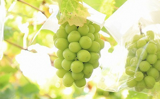 山形県南陽市のふるさと納税 【令和8年産先行予約】 シャインマスカット 約1.2kg (1～3房 秀) 《令和8年9月下旬～11月中旬発送》 『フードシステムズ』 マスカット 葡萄 ぶどう 果物 山形県 南陽市 [902]